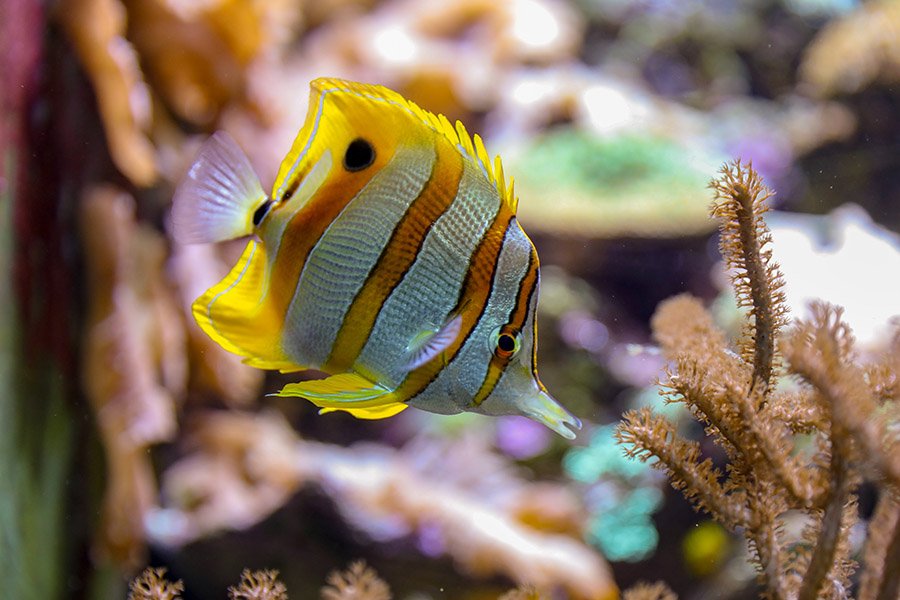 Fish - Butterflyfish