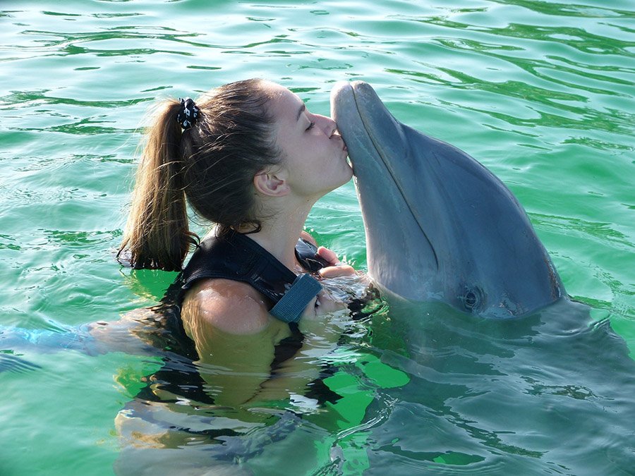 Friendly dolphin