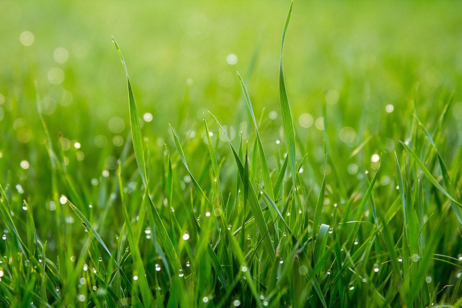 Grass close-up