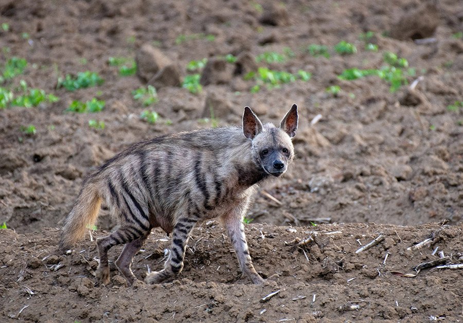 Striped hyena