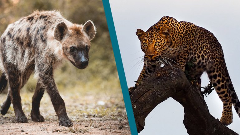 Hyena vs Leopard - Hero