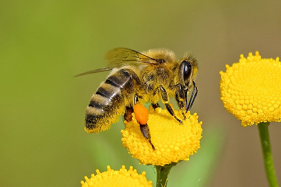 Insects - Bee