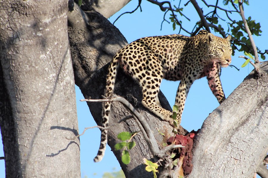 Leopard in tree