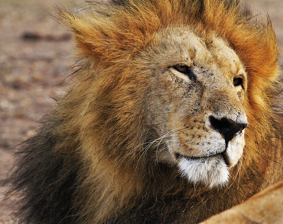 Lion portrait