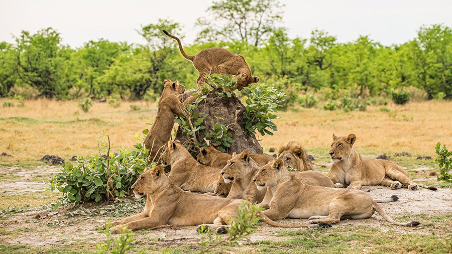 Pride of lions