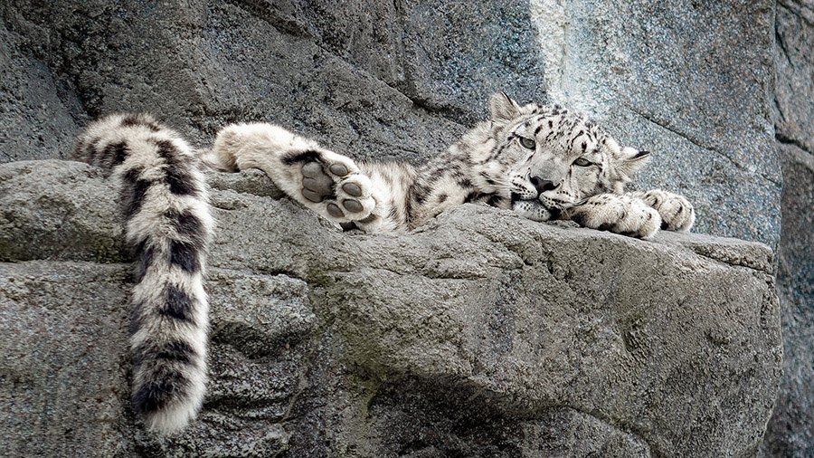 Snow leopard long tail