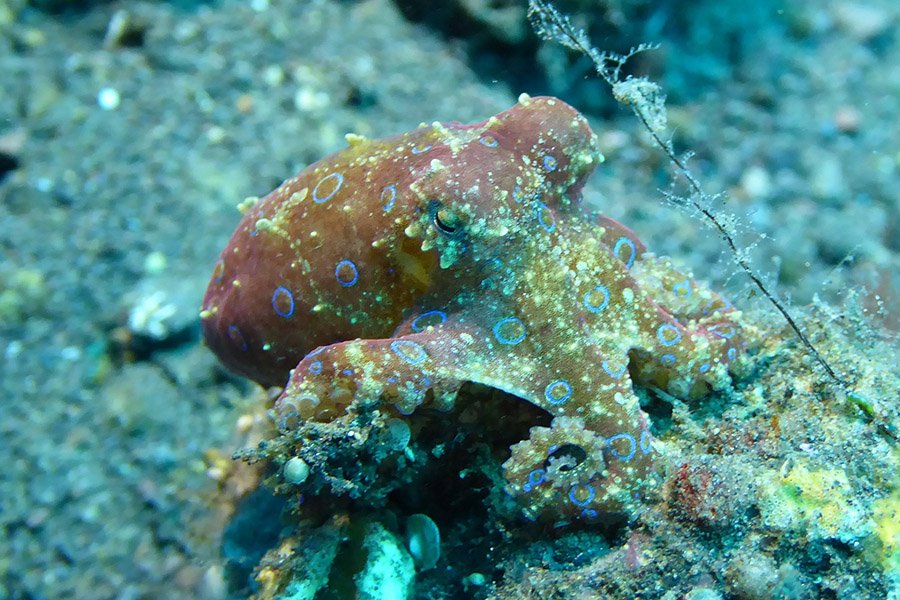 A Blue-ringed Octopus