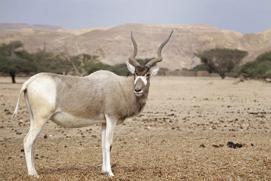 Algeria Animals - Addax