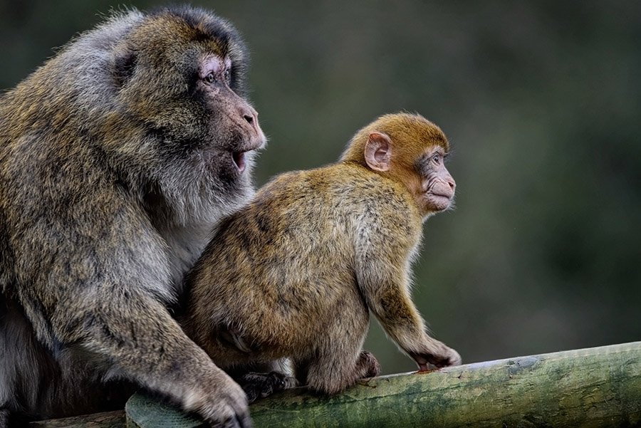 Algeria Animals - Barbary Macaque