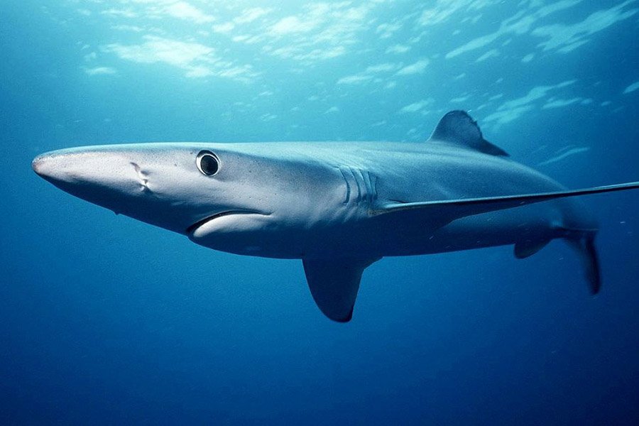 Algeria Animals - Blue Shark