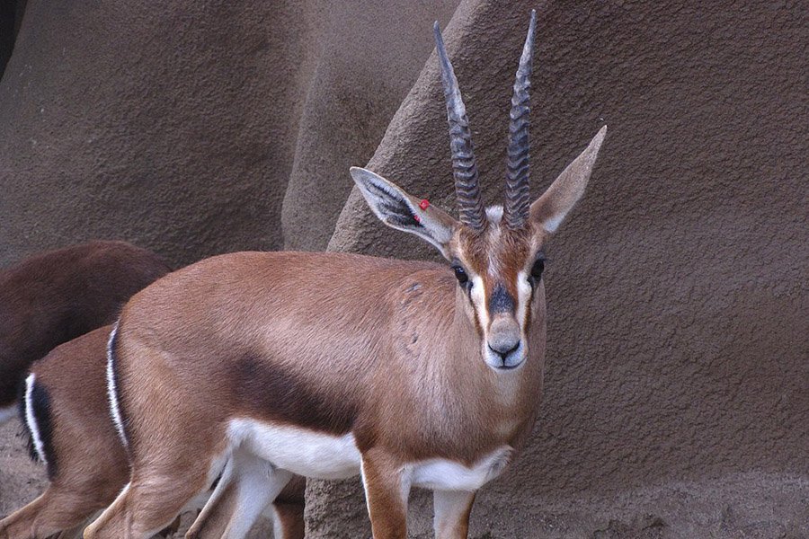 Algeria Animals - Cuvier’s Gazelle