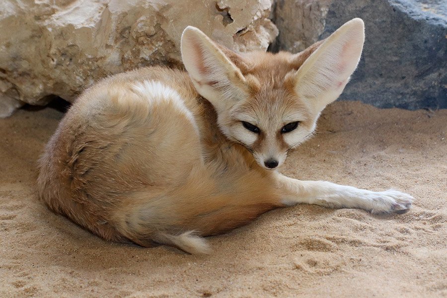 Algeria Animals - Fennec Fox