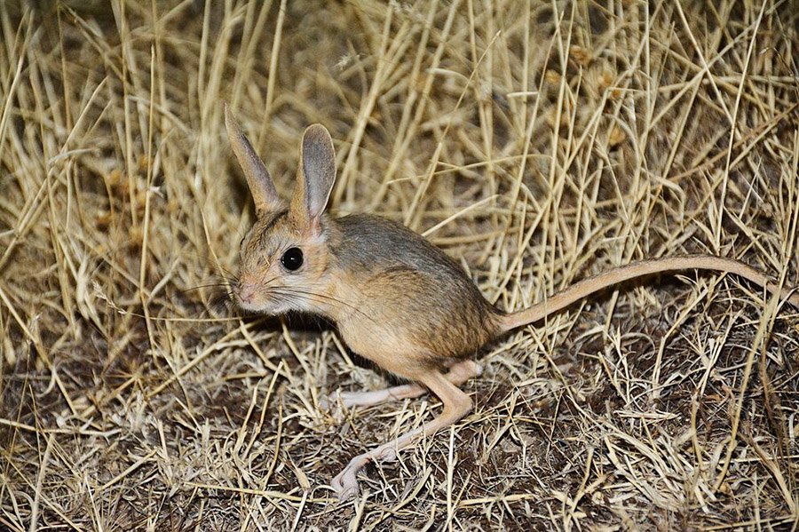 Algeria Animals - Jerboa