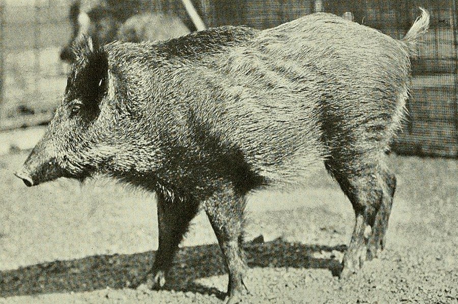 Algeria Animals - North African Boar