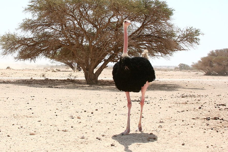 Algeria Animals - North African Ostrich