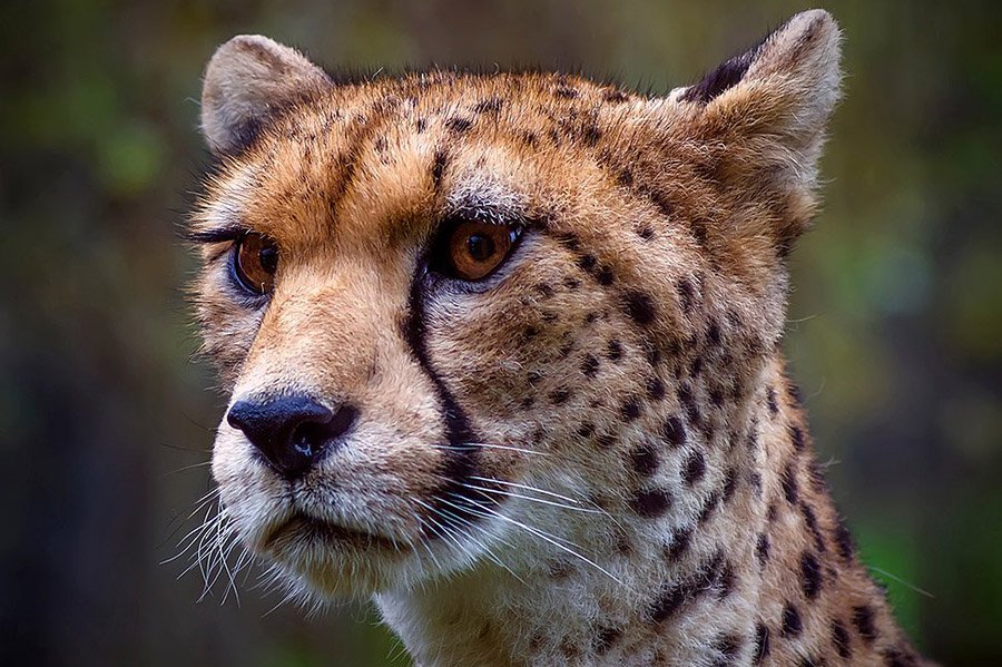 Algeria Animals - NorthWest African Cheetah