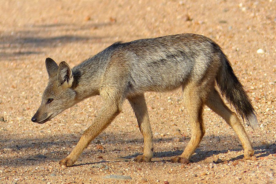 Algeria Animals - Side Striped Jackal