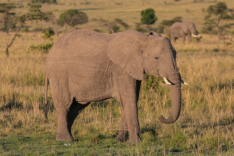 Angola Animals - African Bush Elephant