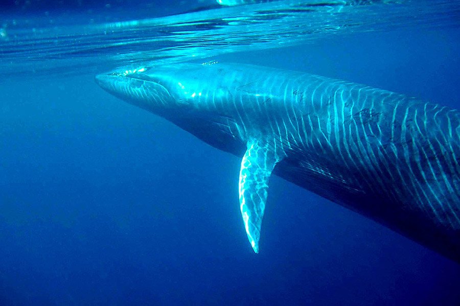 Angola Animals - Bryde´s Whale