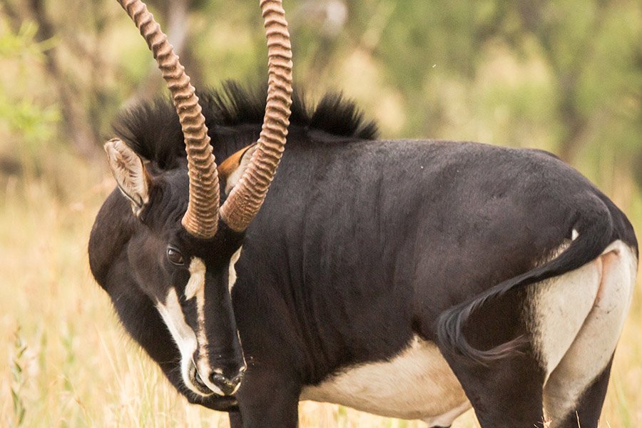 Angola Animals - Giant Sable Antelope