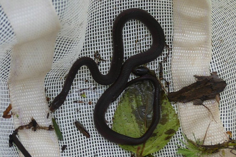 Angola Animals - Olive Marsh Snake