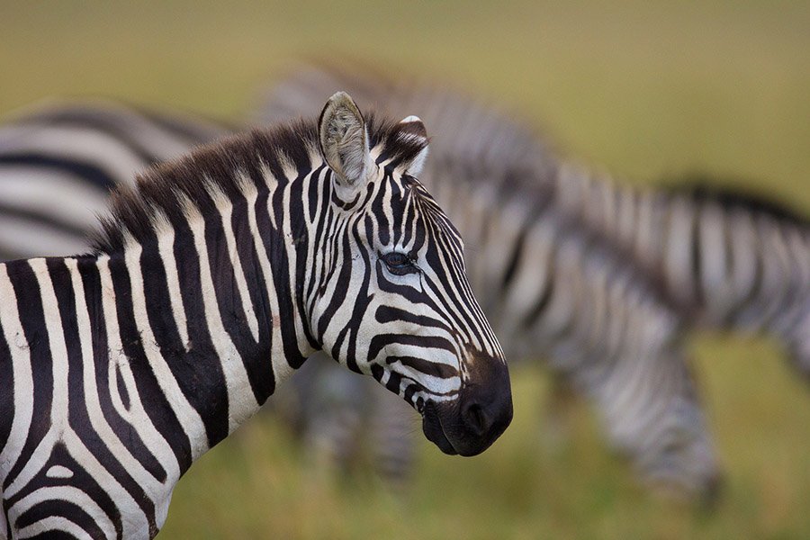 Angola Animals - Plains Zebra