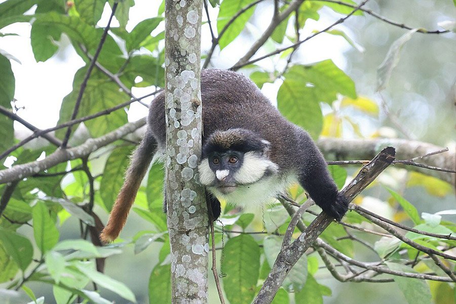 Angola Animals - Red-tailed Monkey