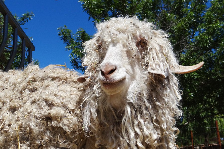 Angora goat