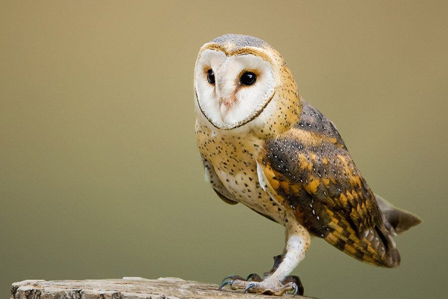 Animals in Andorra - Barn Owl