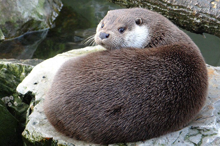 Animals in Andorra - European Otter