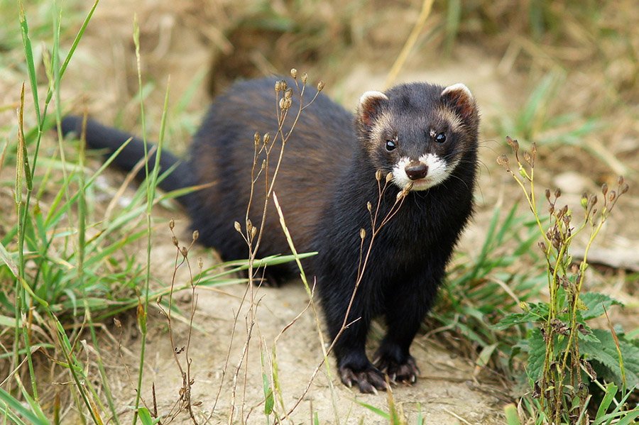 Animals in Andorra - European Polecat