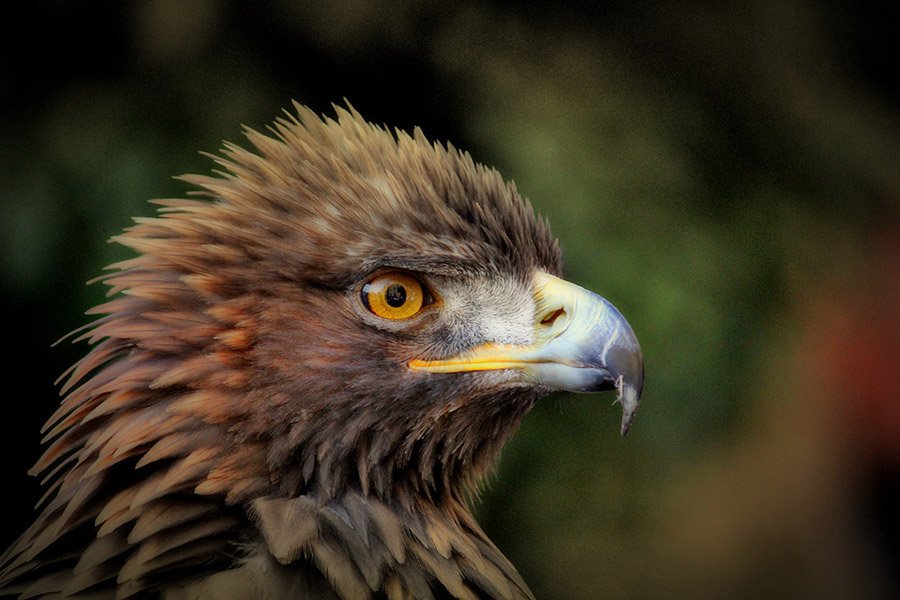 Animals in Andorra - Golden Eagle