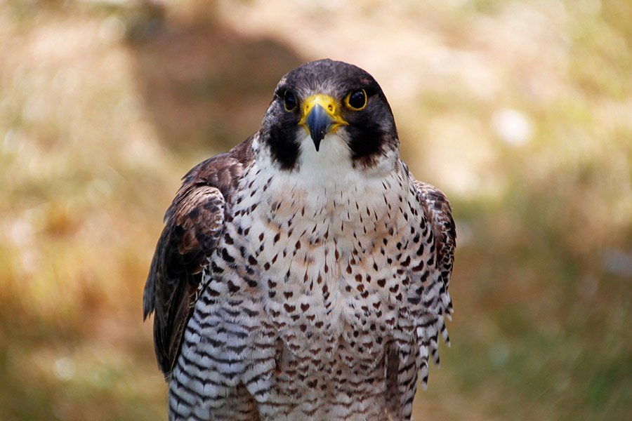 Animals in Andorra - Peregrine Falcon