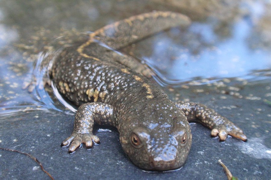 Animals in Andorra - Pyrenean Brook Salamander