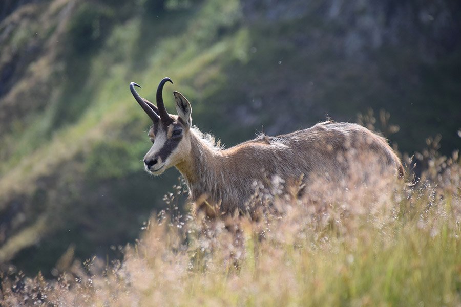 Animals in Andorra - Pyrenean Chamois