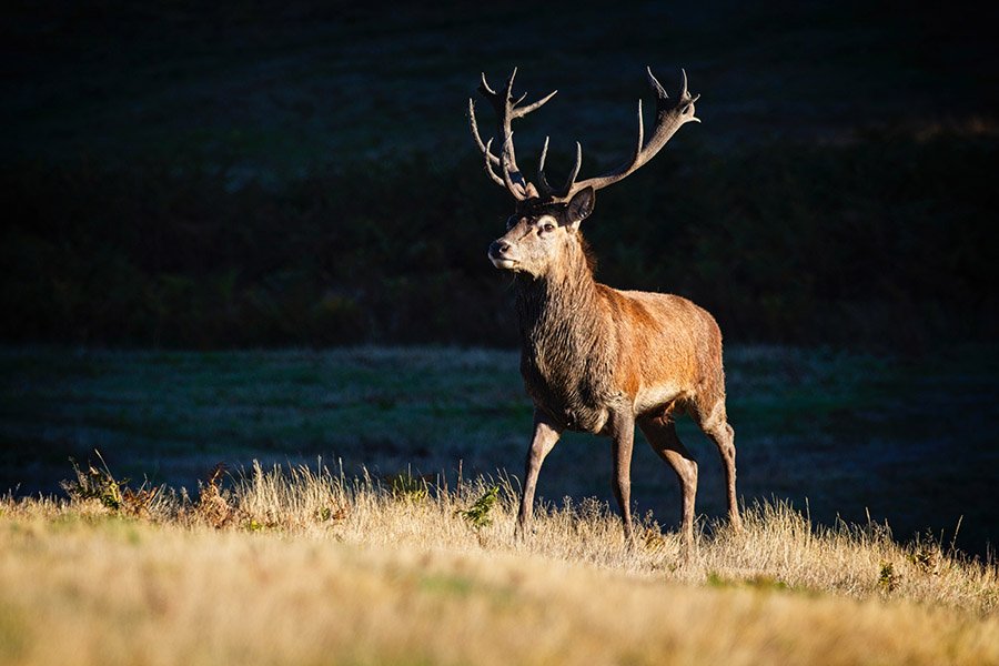 Animals in Andorra - Red Deer