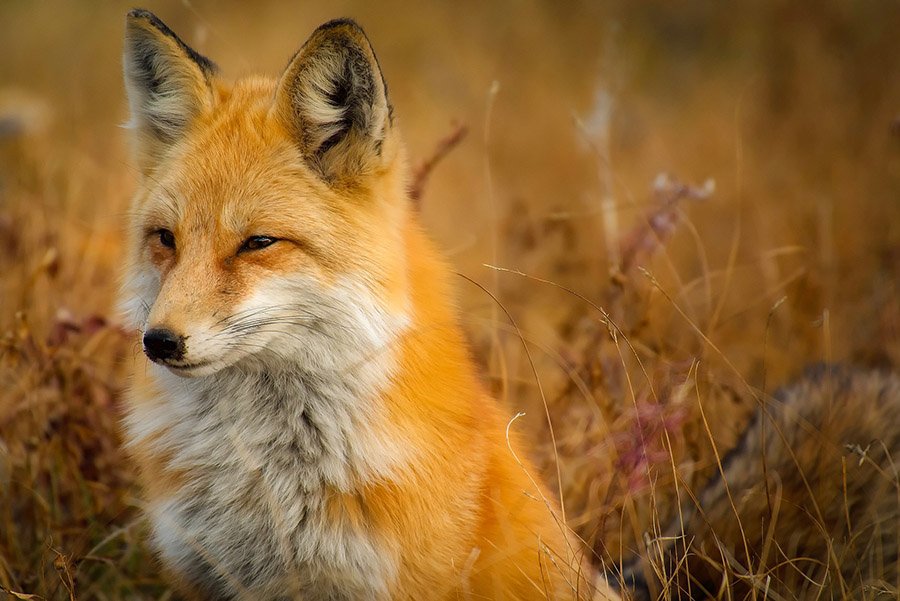 Animals in Andorra - Red Fox