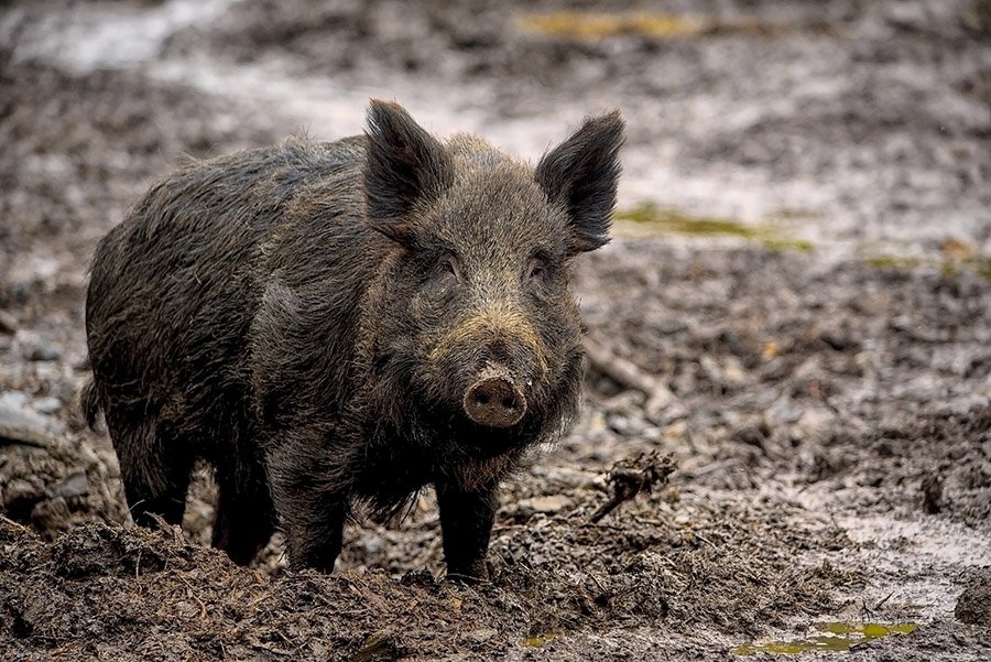 Animals in Andorra - Wild Boar