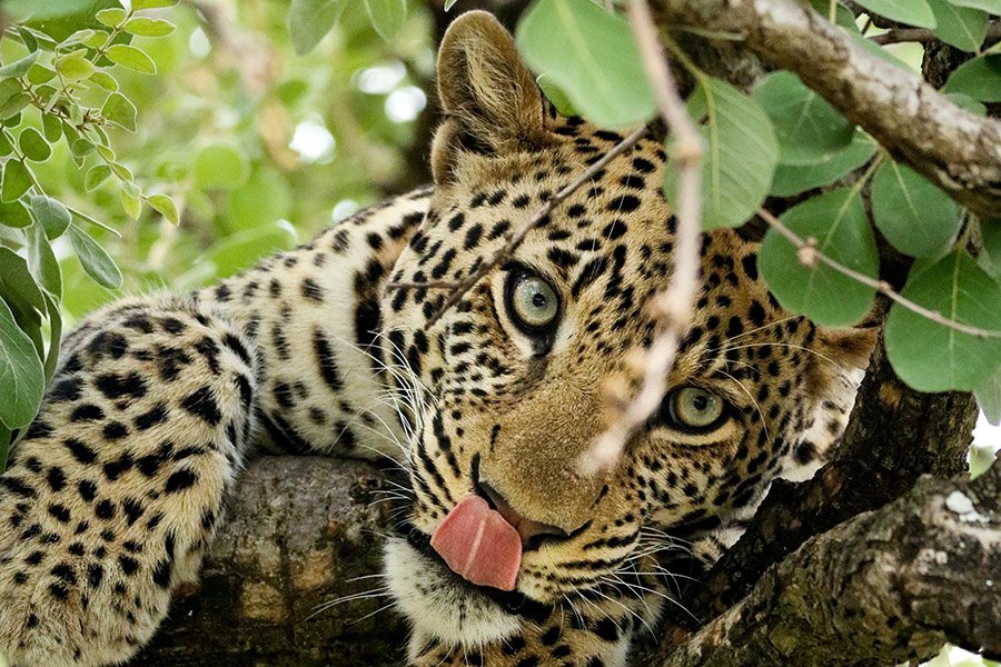 Animals in Angola - African Leopard