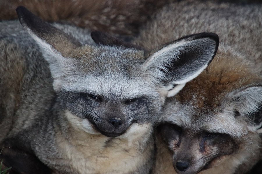 Animals in Angola - Bat-eared Fox