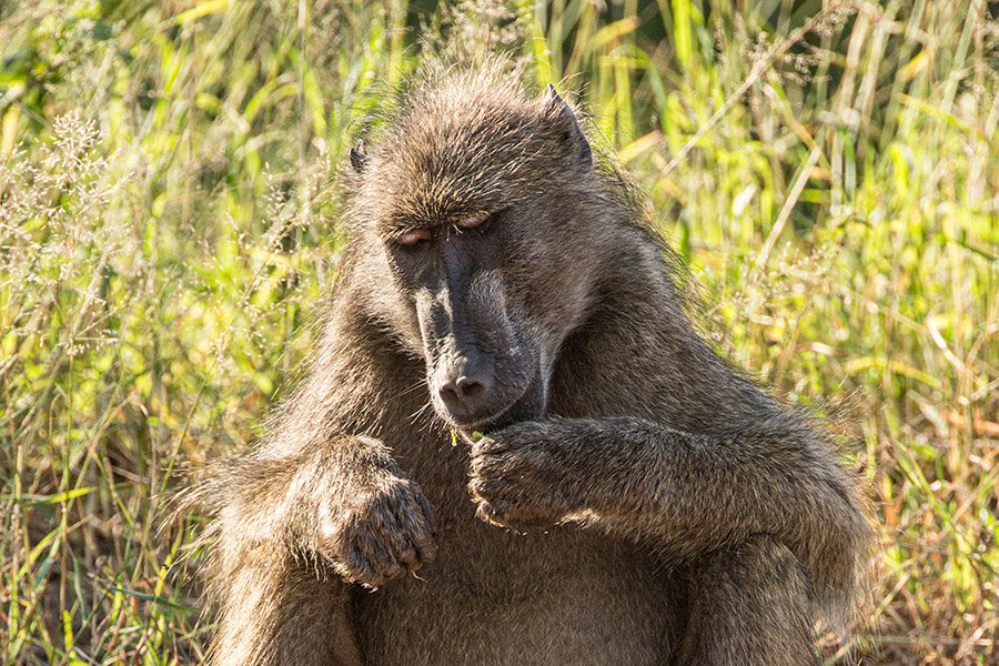 Animals in Angola - Chacma Baboon