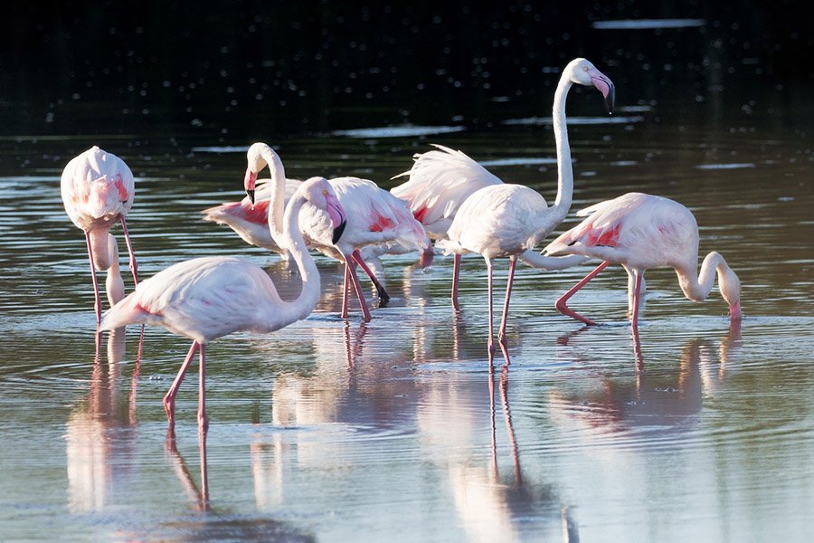 Animals in Angola - Greater Flamingo