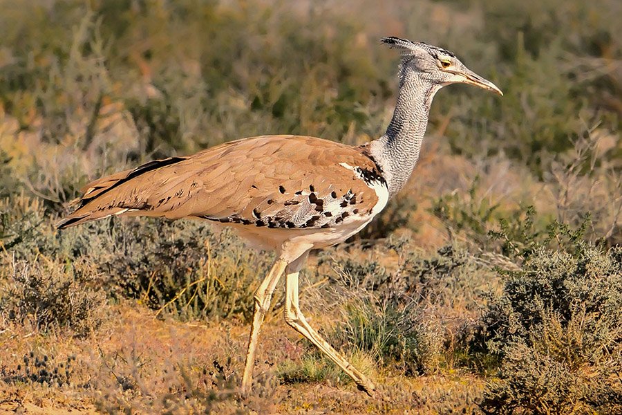 Animals in Angola - Kori Bustard