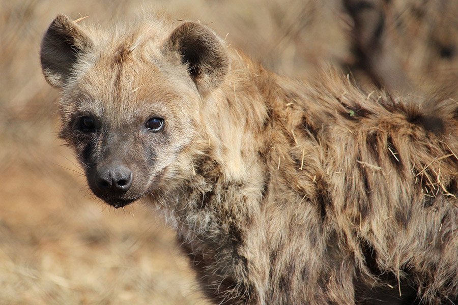 Animals in Angola - Spotted Hyena