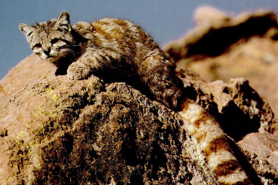 Animals in Argentina - Andean Cat