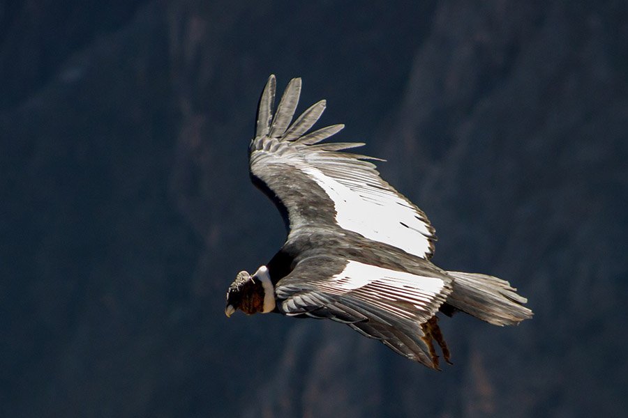 Animals in Argentina - Andean Condor