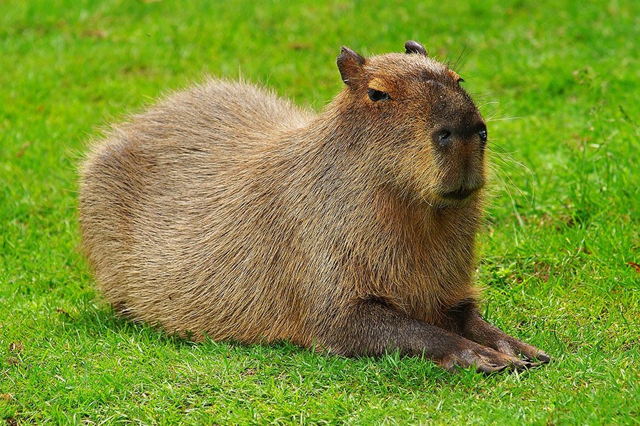 Animals in Argentina - Capybara