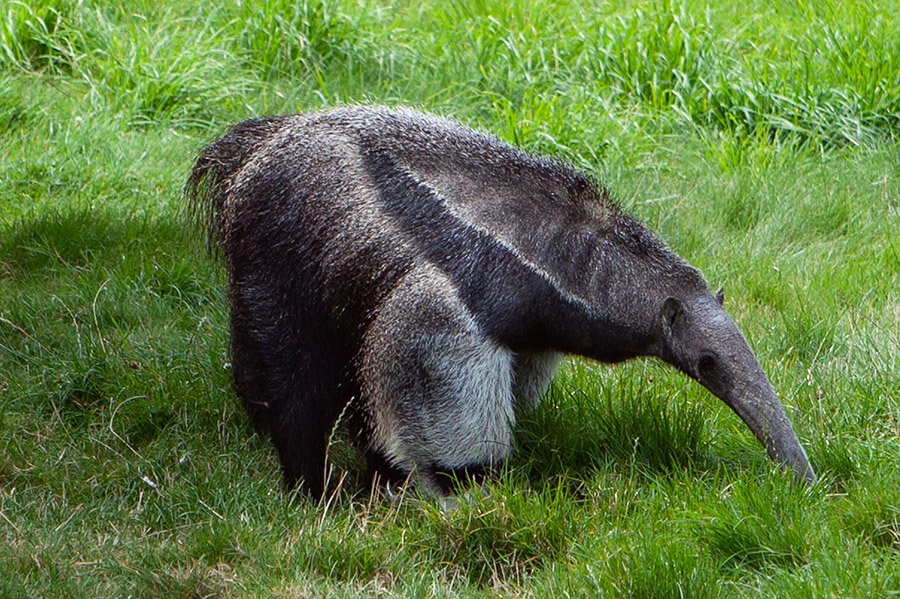 Animals in Argentina - Giant Anteater