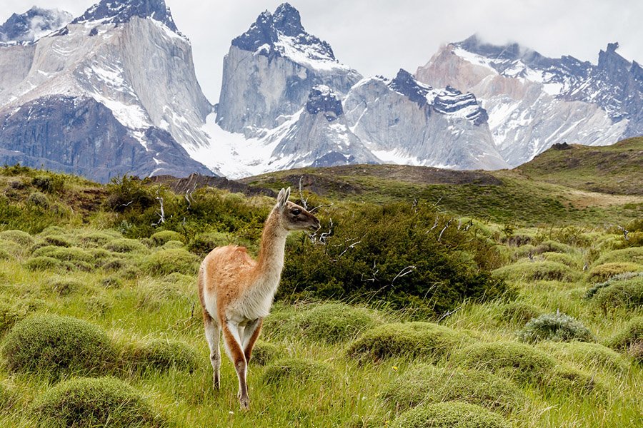 Animals in Argentina - Guanaco