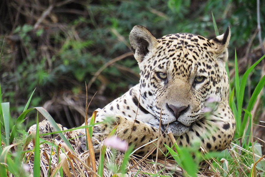 Animals in Argentina - Jaguar